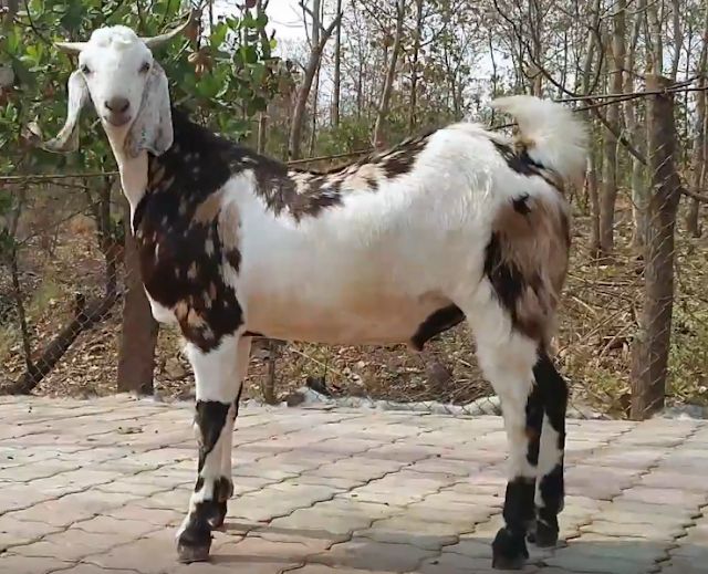 Goat For Qurbani (11-13 KG)