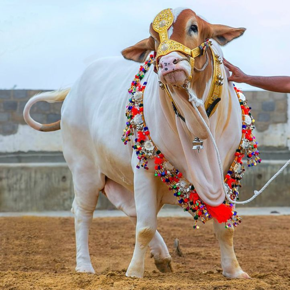 Cow For Qurbani (Full - 100KG)