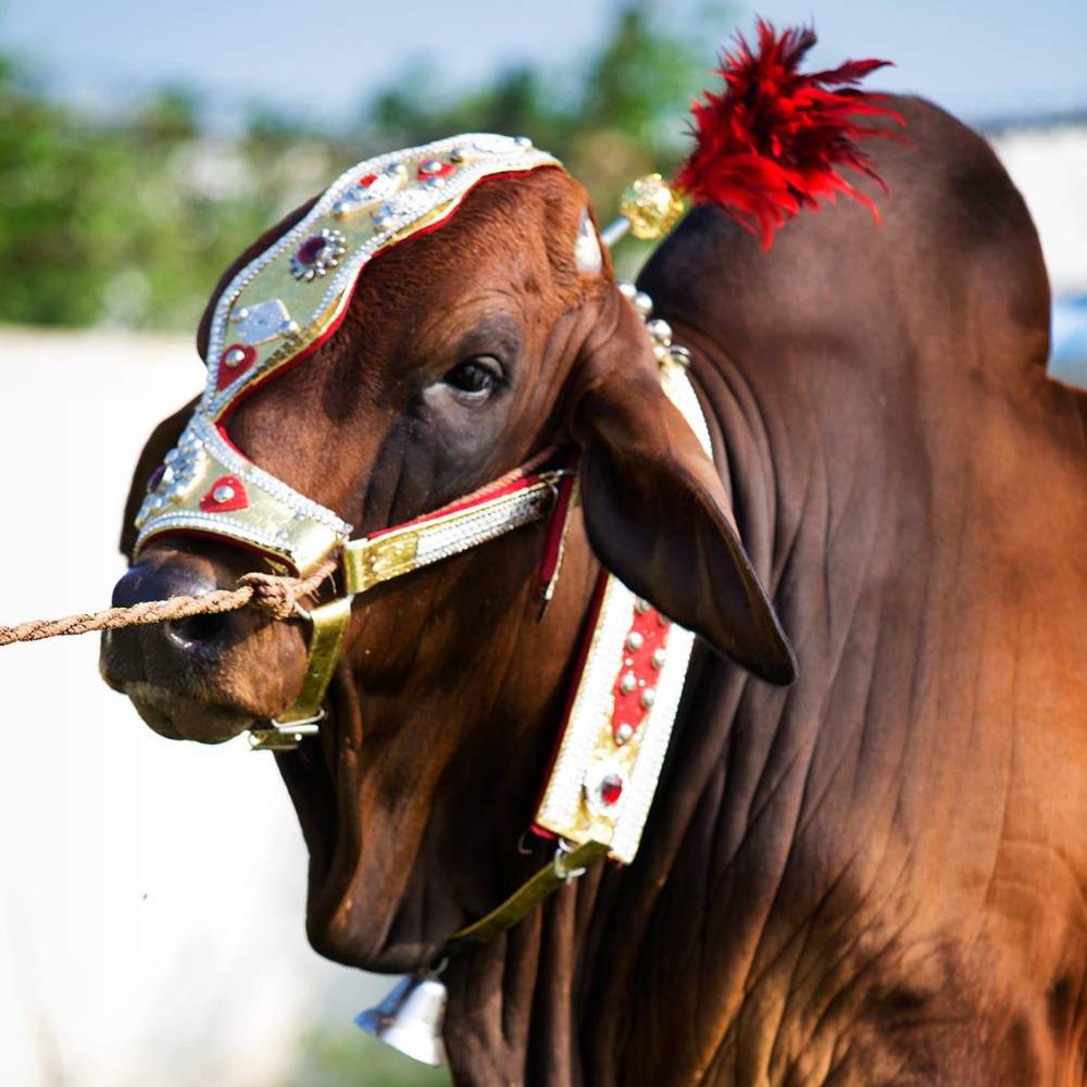 Cow For Qurbani (Hissa - 14-16 KG)